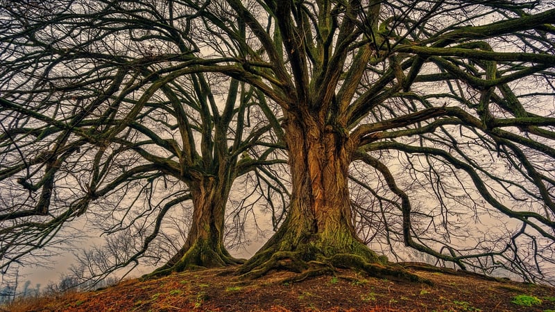 Aesthetic Tree